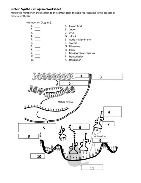 protein synthesis worksheet answers 1-18